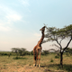 In this photo taken Sunday, Jan. 18, 2015, a Maasai giraffe eats tree leaves in Serengeti National Park, west of Arusha, northern Tanzania. The park is the oldest and most popular national park in Tanzania and is known for its annual migration of millions of wildebeests, zebras and gazelles.